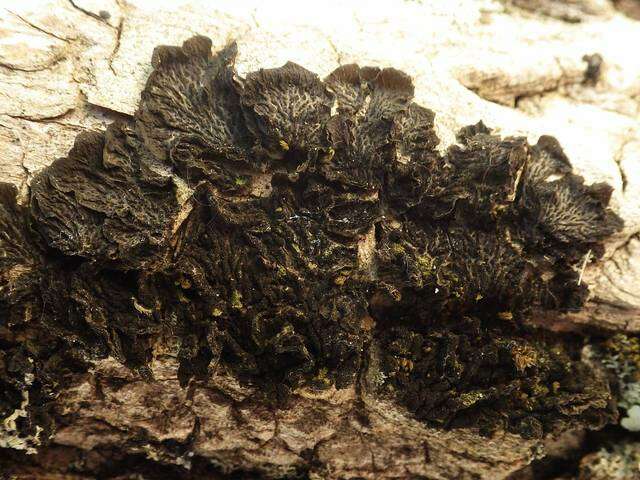 Collema furfuraceum (Arnold) Du Rietz resmi