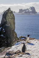 Image of Gentoo Penguin