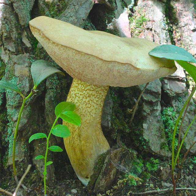 Imagem de Tylopilus