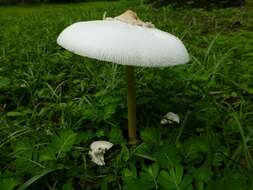 Chlorophyllum resmi