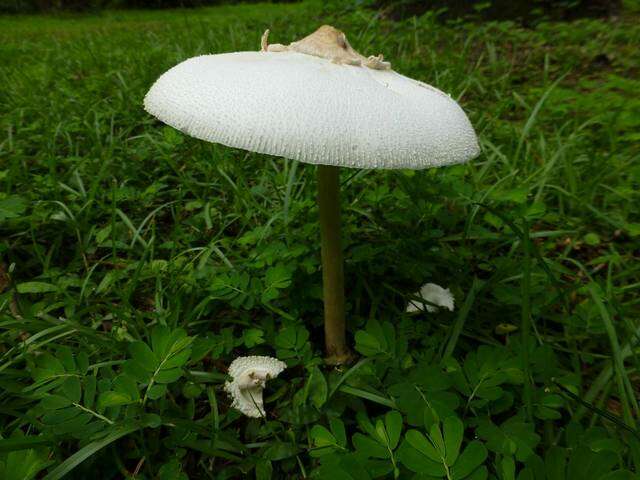 Plancia ëd Chlorophyllum