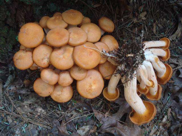 Image of Omphalotus