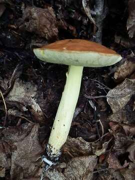 Image of Hemileccinum