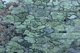 Слика од Lecanora strobilina (Spreng.) Kieff.