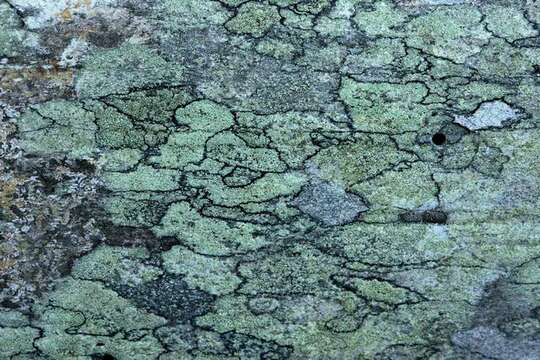 Image of Mealy rim-lichen;   Rim lichen