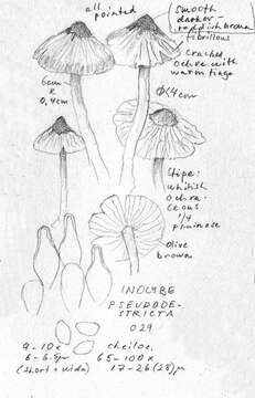 Imagem de Inocybe pseudodestricta Stangl & J. Veselský 1973