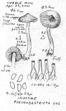 Inocybe pseudodestricta Stangl & J. Veselský 1973 resmi