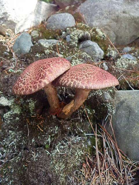 Image of Clinton’s boletus