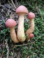 Image of Clinton’s boletus