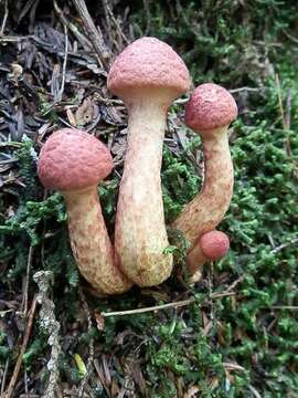 Image of Clinton’s boletus