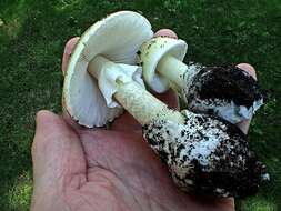 Image of Amanita