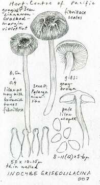 Image of Inocybe