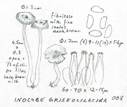 Image of Inocybe