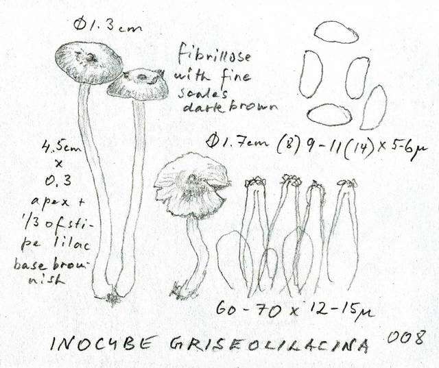 Imagem de Inocybe