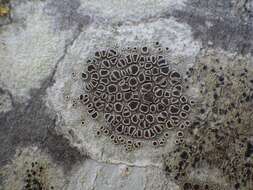 Image of Lecanora Ach.