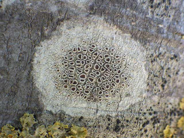 Image of Lecanora Ach.