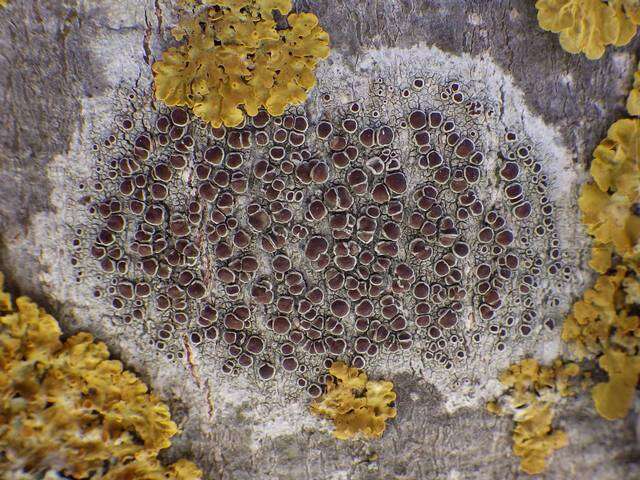 Image of Lecanora Ach.