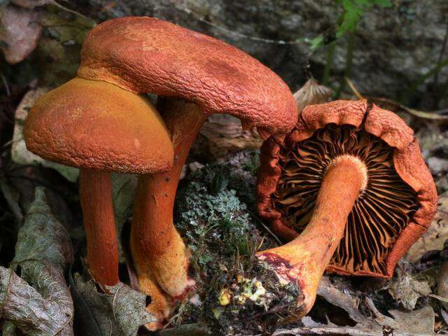 Cortinarius marylandensis (Ammirati) Ammirati, Niskanen & Liimat. 2013的圖片