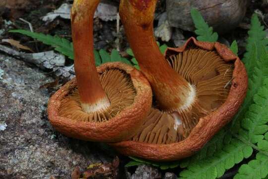 Image of Cortinarius marylandensis (Ammirati) Ammirati, Niskanen & Liimat. 2013