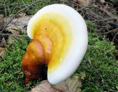 Image of Ganoderma tsugae Murrill 1902