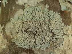 Image of pyxine lichen