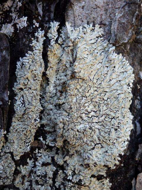 Image of pyxine lichen