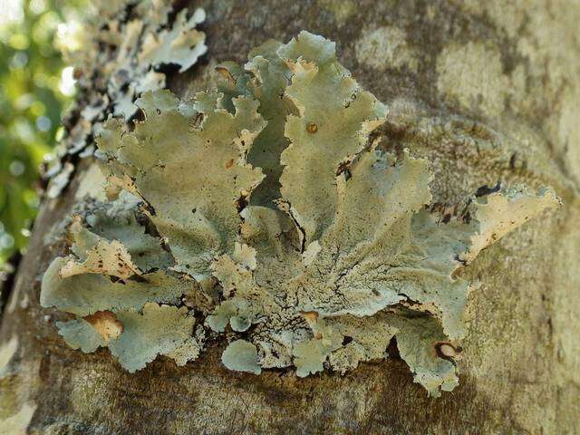 Image of parmotrema lichen