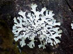 Image of shield lichen