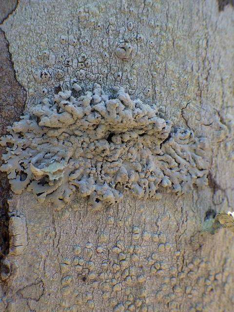 Pertusaria pustulata (Ach.) Duby的圖片