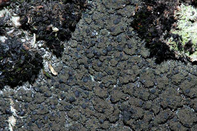 Image of Blackthread lichen