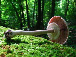 Image of Agaricus leptocaulis Kerrigan 2016