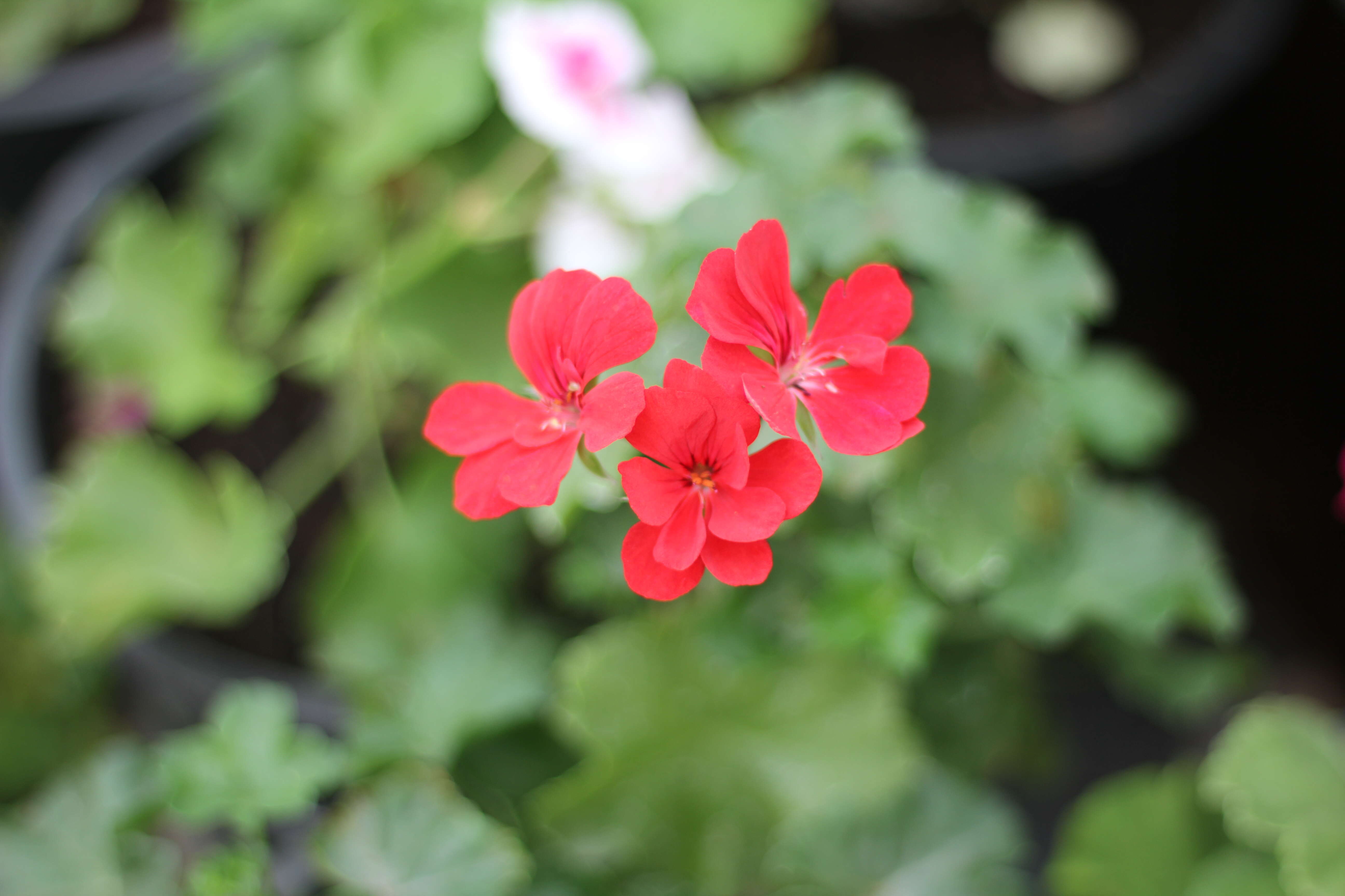 Imagem de Pelargonium