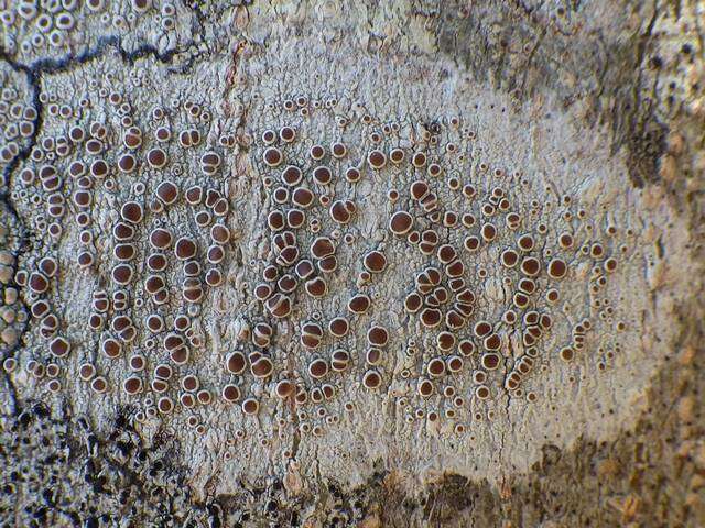 Image of Lecanora Ach.