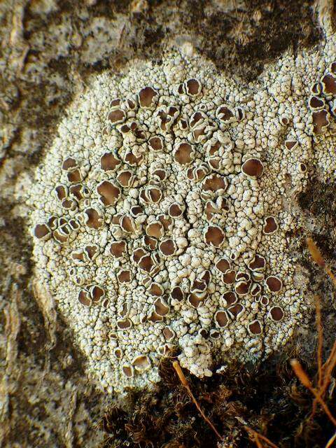 Image of Lecanora Ach.