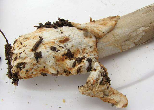 Image of Umber-zoned ringless amanita