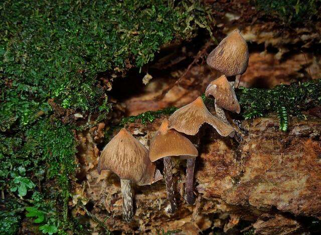 Plancia ëd Psilocybe yungensis Singer & A. H. Sm. 1958