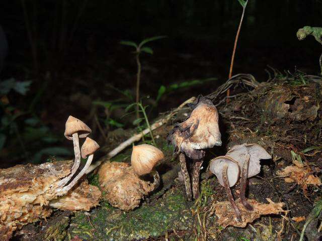 Image of Psilocybe yungensis Singer & A. H. Sm. 1958