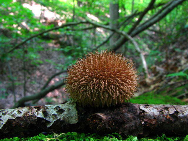 Image of Lycoperdon