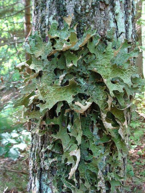 Image of lung lichen