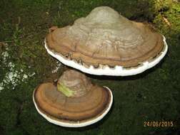 Image of Ganoderma