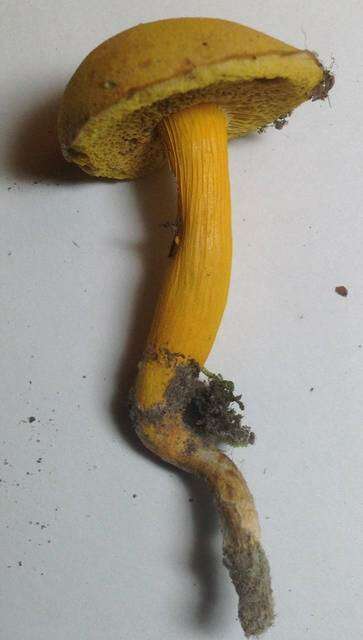 Image of Aureoboletus auriflammeus (Berk. & M. A. Curtis) G. Wu & Zhu L. Yang 2016