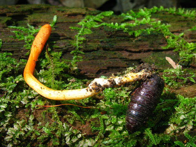 Plancia ëd Cordyceps