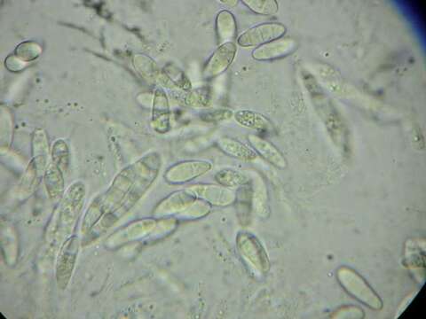 Image of Fusarium