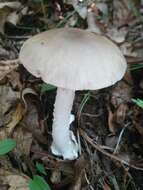 Image de Amanita spreta (Peck) Sacc. 1887