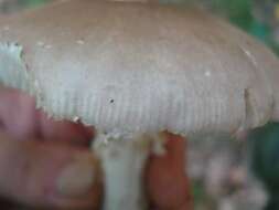 Image de Amanita spreta (Peck) Sacc. 1887