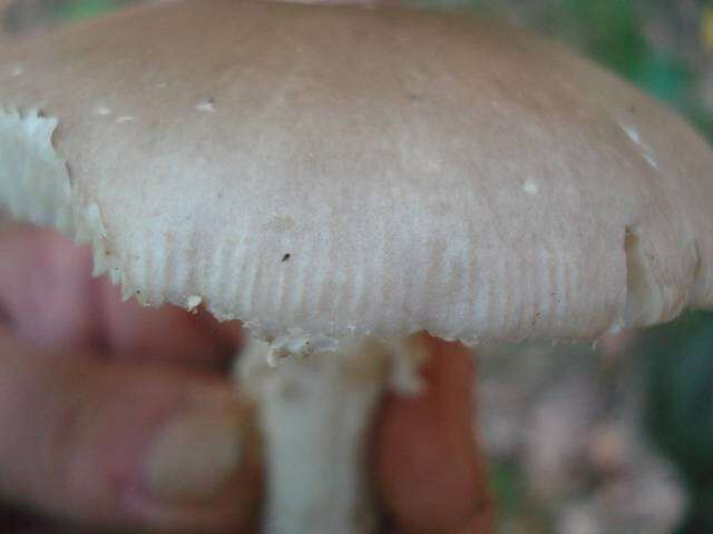 Image de Amanita spreta (Peck) Sacc. 1887