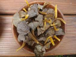 Image of Craterellus