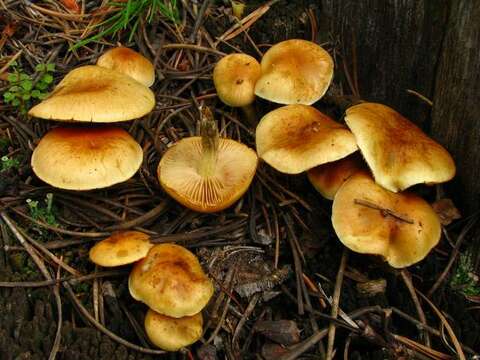 Image of Pholiota