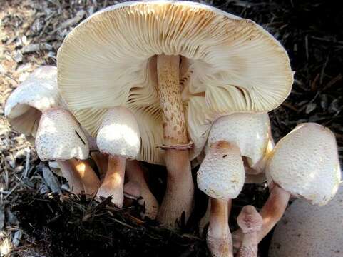 Image of Leucoagaricus