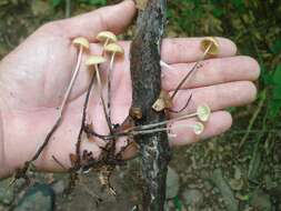 Image de Rhizomarasmius